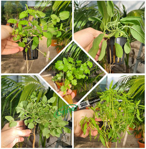 Nouveau Type Kit de système de culture de <span class=keywords><strong>tour</strong></span> de jardin hydroponique verticale 80 Pots <span class=keywords><strong>tour</strong></span> hydroponique <span class=keywords><strong>Belgique</strong></span> - Product Image 6