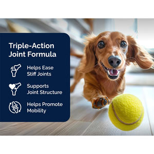Mâcher doux de haute qualité pour chiens protection des articulations favoriser la croissance supplément pour les hanches et les articulations pour animaux de compagnie supplément pour les articulations à mâcher pour chien OEM - Product Image 4