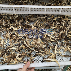 Séchoir à champignons à pompe à chaleur, déshydrateur de champignons, équipement de séchage de champignons, prix fabricant - Product Image 5