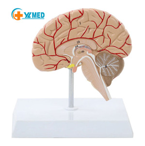 人体脳モデル解剖学脳血管解剖学モデル - Product Image 1