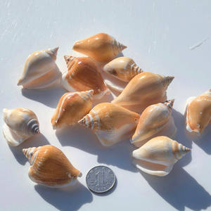 Cristal Phoenix escargot 5-6cm <span class=keywords><strong>naturel</strong></span> poli réel toucher cru coquillage trous bricolage amour thème vent carillon accessoires Souvenir - Product Image 1