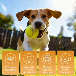 Oem Hond Cognitie Zachte Kauw Supplementen, Dha + Alpha Gpc, Verbeteren Geheugen Cognitie, Private Label & Eu/Us Standaard Compliance - Product Image 3