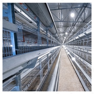 Nouvelles cages à poules pondeuses de haute qualité, type H, pour élevage intensif, avec perchoirs autonettoyants et système de collecte des déjections, pour usage agricole - Product Image 3