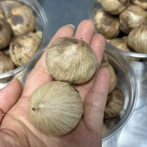 Aglio nero di fabbrica cinese Solo con il prezzo basso delizioso aglio nero <span class=keywords><strong>in</strong></span> <span class=keywords><strong>polvere</strong></span> di alta qualità naturale nero aglio per la vendita - Product Image 5