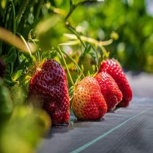 พื้นดินครอบคลุม agrotextile - Product Image 4