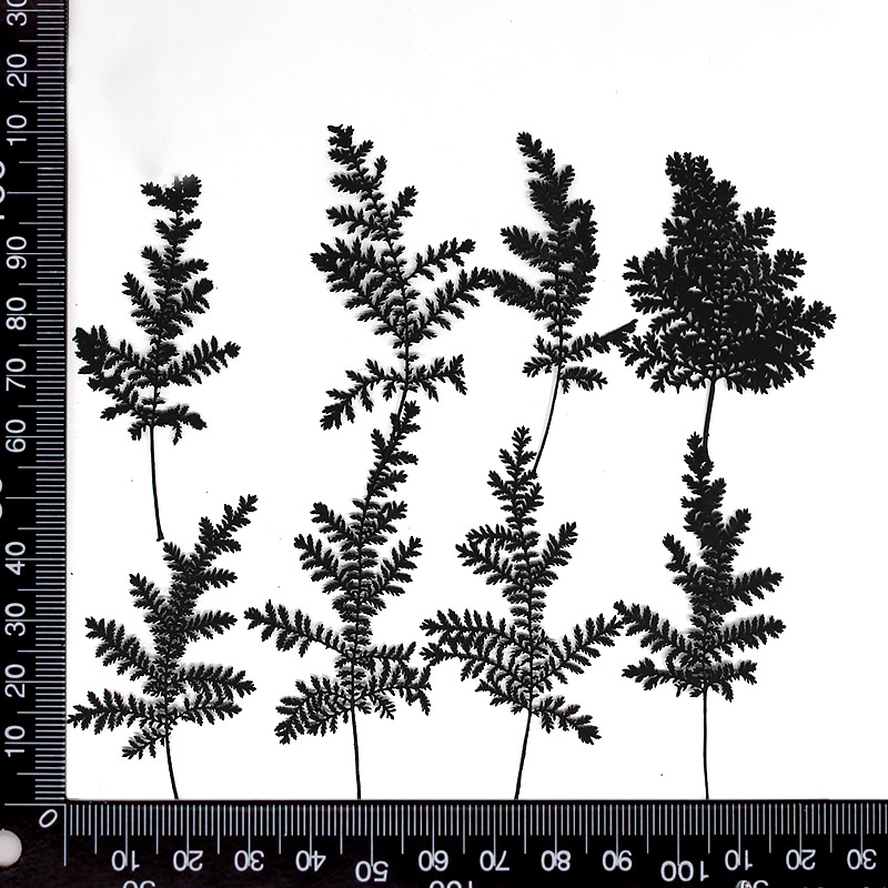 MH639-Black-Artemisia