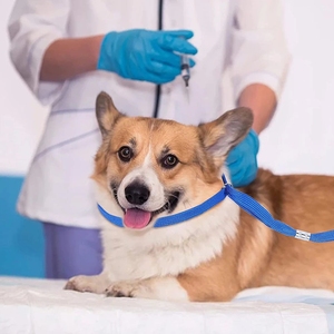 Boucle <span class=keywords><strong>de</strong></span> toilettage en Nylon solide, <span class=keywords><strong>corde</strong></span> <span class=keywords><strong>de</strong></span> sécurité réglable pour chien et chat, pour animaux <span class=keywords><strong>de</strong></span> compagnie, Table <span class=keywords><strong>de</strong></span> toilettage, baignoire - Product Image 3