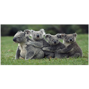 Nueva Pintura de Diamantes 5D en Oferta, Animales, Cuatro Koalas, Pintura de Diamantes de Cristal 5D DIY - Product Image 4