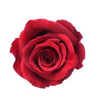 5-6cm C Grade konservierte Rosen 6 Stück ewige ewige ewige für immer unsterbliche Blumen