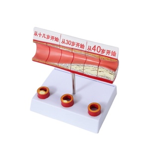 Model perubahan ologis vaskular untuk semua tahap usianya-akurat secara anatomis untuk demonstrasi pendidikan medis & penyakit - Product Image 5
