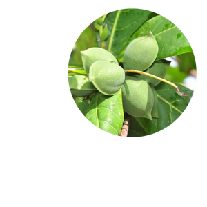 เทอร์มิเนเลีย <span class=keywords><strong>catappa</strong></span> ผงเทอร์มินาเลีย <span class=keywords><strong>catappa</strong></span> ใบไม้ - Product Image 3