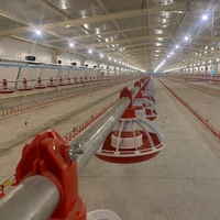 Système de Ligne d'Alimentation Automatique pour Poulets de Haute Qualité, Équipement Complet pour l'Élevage Avicole