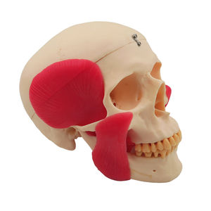 Modelo de Cráneo para Estudio Dental con Músculos, Modelo de Demostración Educativa - Product Image 2