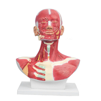 Modèle anatomique grandeur nature de la tête humaine, du col de l'utérus et des muscles pectoraux, modèle de distribution des muscles, démonstration pédagogique médicale