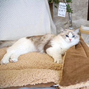 Cama con cojín para mascotas compacta sostenible de dos caras disponible nueva cama única de lujo divertida y estética Premium para perros y gatos - Product Image 5