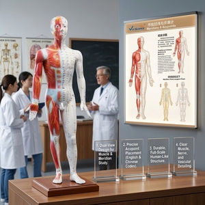 Modello di Agopuntura TCM a Corpo Intero da 178 cm, Manichino con Meridiani Umani e Punti di Agopuntura Chiaramente Indicati per Formazione in Medicina Cinese - Product Image 2