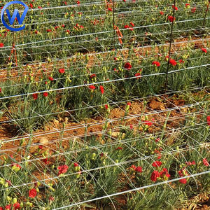 Filet de soutien pour roses grimpantes, œillets, tulipes, légumes et clématites - Product Image 5