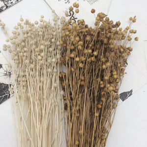 Fleurs séchées Sesamum indicum Flax Fait à la main Préservé Naturel Fleurs et plantes décoratives pour mariage Décoration de la maison - Product Image 2