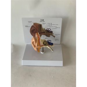 Recursos de enseñanza médica, modelo anatómico de oreja médica, modelo educativo de oreja, modelo de oreja de tamaño real con alta tasa de recompra - Product Image 3