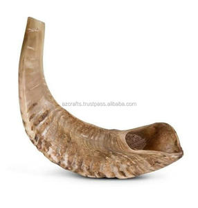 Shofar en corne naturelle, fait main, de couleur et de forme naturelles, excellent pour les usages religieux juifs, style animal marin - Product Image 2