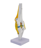 Modèle d'articulation du genou grandeur nature en anatomie médicale, matériau PVC de haute qualité, marque HUICHUN, Chine, éducatif pour la formation des infirmières