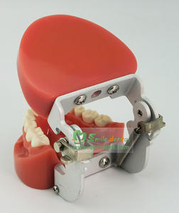 दंत दांत मॉडल/सिखाने मॉडल/दंत typodont - Product Image 4