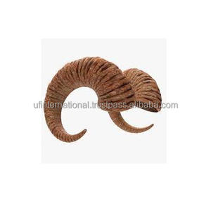 Corne de mouton de meilleure qualité, prix bon marché, décoration de la maison et corne de mouton, taille personnalisée, utilisation à la maison et au bureau - Product Image 2