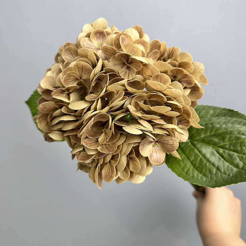 196 unidades de café de hortensia grande.