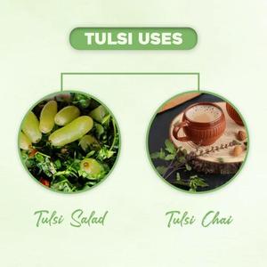 Tulsi entier séché de qualité supérieure, assaisonnement culinaire traditionnel, feuilles de basilic sacré en vrac - Product Image 6
