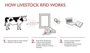 Prix d'usine – Étiquette RFID pour animaux, puce UHF, étiquette auriculaire pour bovins, vaches, moutons, gestion du bétail - Product Image 3