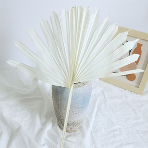 Abanico conservado color hojas de <span class=keywords><strong>palma</strong></span> secas <span class=keywords><strong>Palma</strong></span> decorativa hojas de <span class=keywords><strong>girasol</strong></span> Decoración flor seca - Product Image 5