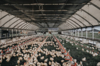 Serre Tunnel Avicole Monosapn Facile à Installer pour Élevage de Poulets de Ferme en Arrière-cour