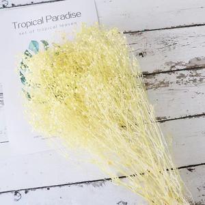 Usine nouveau produit préservé fleur séchée <span class=keywords><strong>Dream</strong></span> Star pour la maison/mariage/parc/décoration de fête - Product Image 6