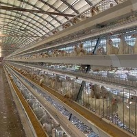 Nouvelle cage à poules pondeuses automatique à étages, style échelle, multi-niveaux, construction en acier galvanisé et alliage d'aluminium, garantie 2 ans