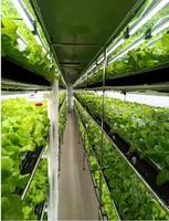 Système de culture hydroponique entièrement automatique pour légumes en conteneur 40RF 2026