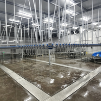 Ligne de traitement automatique de la volaille, équipement complet d'abattage pour l'abattage de poulets, canards et oies