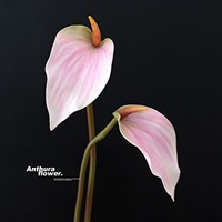 Anggrek Anthurium Modern Realistis Besar, Batang Panjang 73cm, Bunga Merah Lembut Buatan dari EVA, Dekoratif Ramah Lingkungan untuk Pernikahan dan Dekorasi Rumah