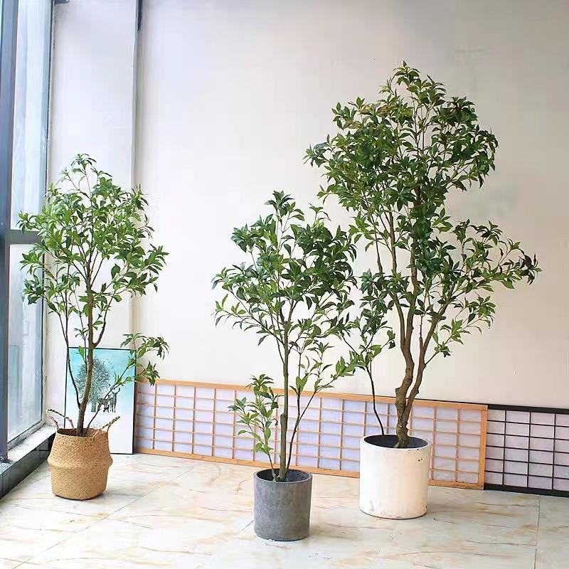 Olivo verde 1,8 m