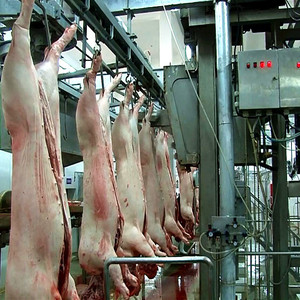 Mesin Jalur Pemotongan Babi untuk Produksi Lengkap Rumah Potong Hewan Babi - Product Image 3