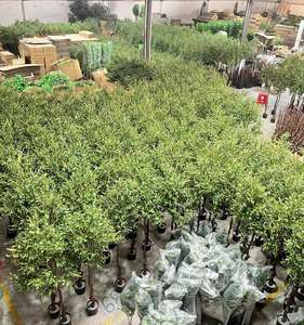 Grand <span class=keywords><strong>olivier</strong></span> artificiel en pot avec <span class=keywords><strong>tronc</strong></span> en plastique détachable et feuilles et fruits réalistes pour la décoration intérieure de l'hôtel. - Product Image 3