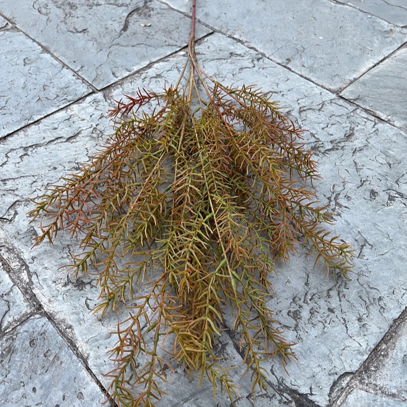 Nouvelle branche d'aiguilles de pin - rouge coucher de soleil