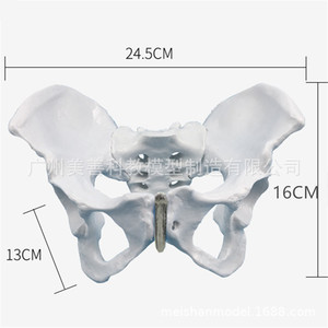 Modèle de bassin féminin, modèle d'os pelvien féminin, modèle de démonstration et d'enseignement en obstétrique, modèle squelettique féminin - Product Image 1