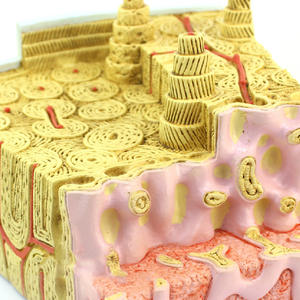 KyrenMed 80X Büyütülmüş Kemik Mikro Anatomi Modeli MİKROanatomi Kemik Yapısı Modeli - Product Image 5