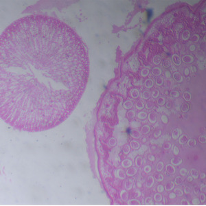 Diapositivas preparadas para Parasitología de Ascaris lumbricoides hembra de 1 pieza de proveedor mayorista - Product Image 5