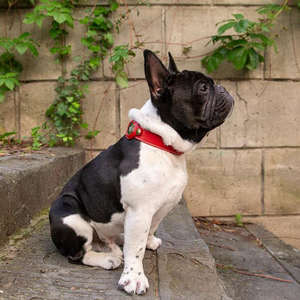 <span class=keywords><strong>Collar</strong></span> de Perro Qbellpet de Cuero de Alta Calidad, Duradero, con Soporte para AirTag, Reflectante e Impermeable - Product Image 5