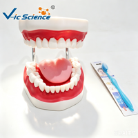 Modèle d'enseignement des soins dentaires 28 dents amovibles Gencives souples avec brosse à dents pour la pratique de l'hygiène buccale CE ISO ROHS CNAS