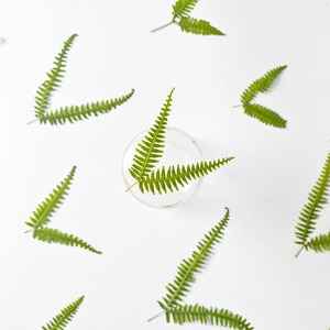 Dicranopteris <span class=keywords><strong>Dichotoma</strong></span> fleur séchée à Double pointe en relief bricolage signets accessoires de bijoux époxy fleur pressée feuilles séchées - Product Image 2