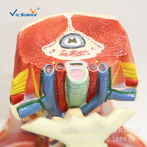 Modèle anatomique naturel du médiasstène, 3 parties détachables, outil pédagogique pour les étudiants en médecine. - Product Image 2