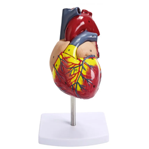 1:1 modèle de coeur humain B modèle d'enseignement d'anatomie cardiaque à ultrasons dans le département de <span class=keywords><strong>cardiologie</strong></span> médicale grand coeur naturel - Product Image 1