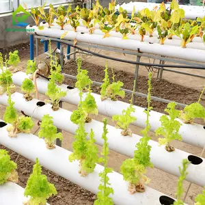 การเกษตร Dwc Hydroponic ระบบการเจริญเติบโตเพื่อขาย